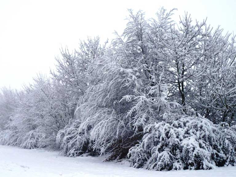 La nature en hiver