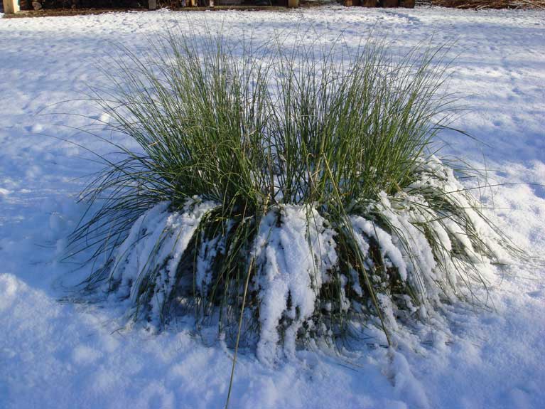 La nature en hiver