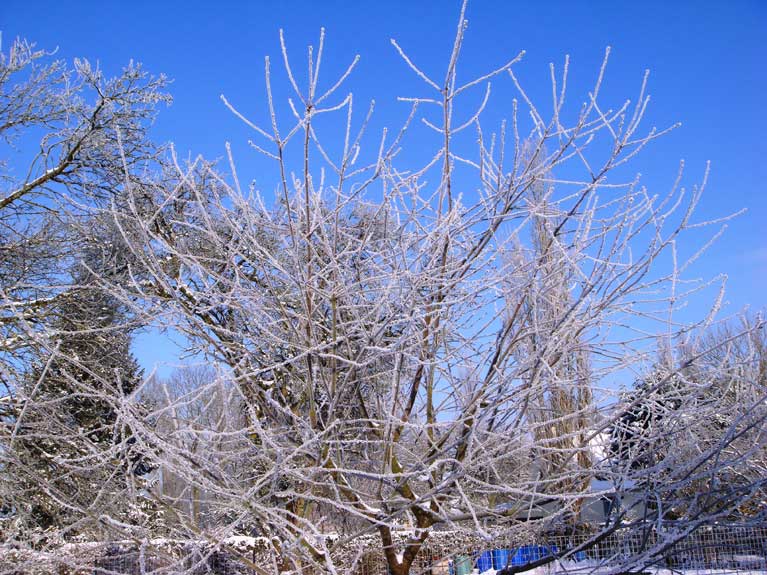 La nature en hiver