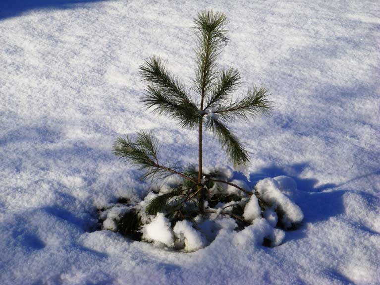 La nature en hiver
