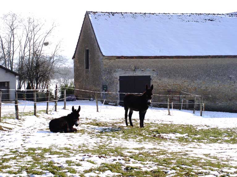 La nature en hiver