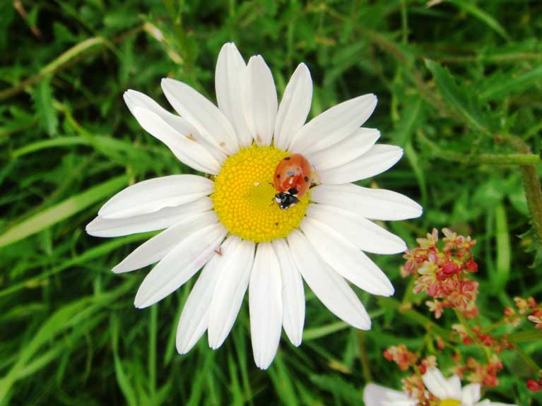 La nature au printemps