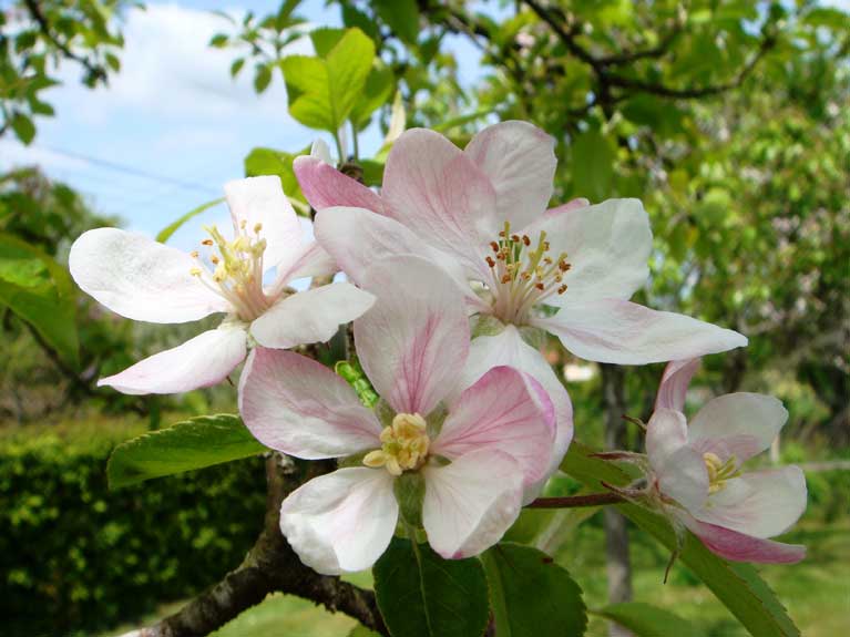 La nature au printemps