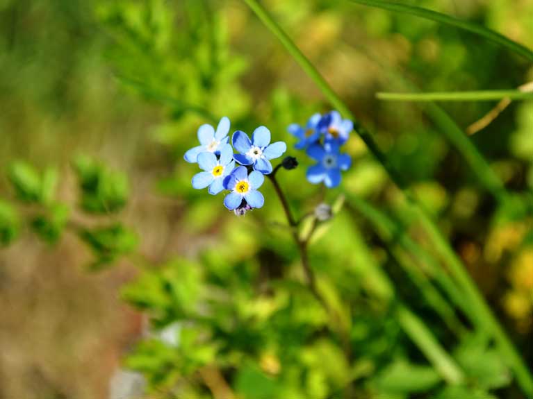 La nature au printemps