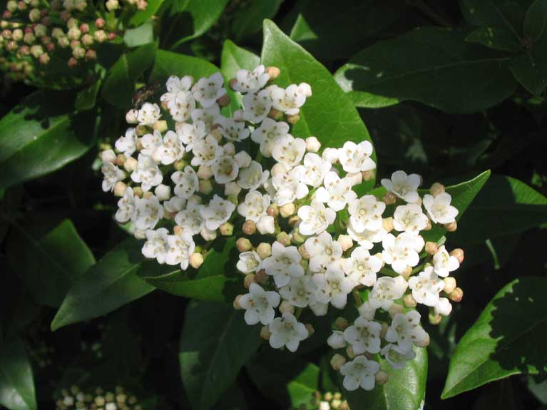 La nature au printemps