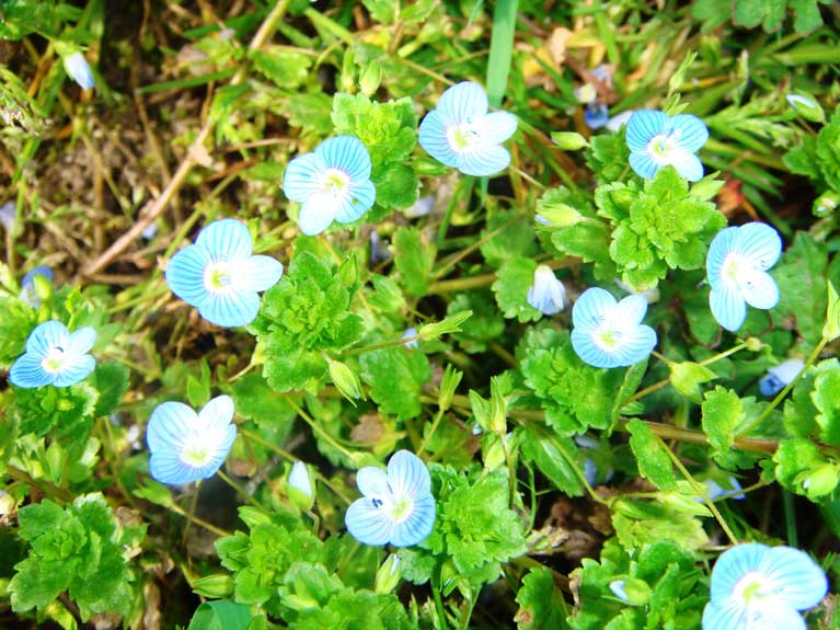 La nature au printemps