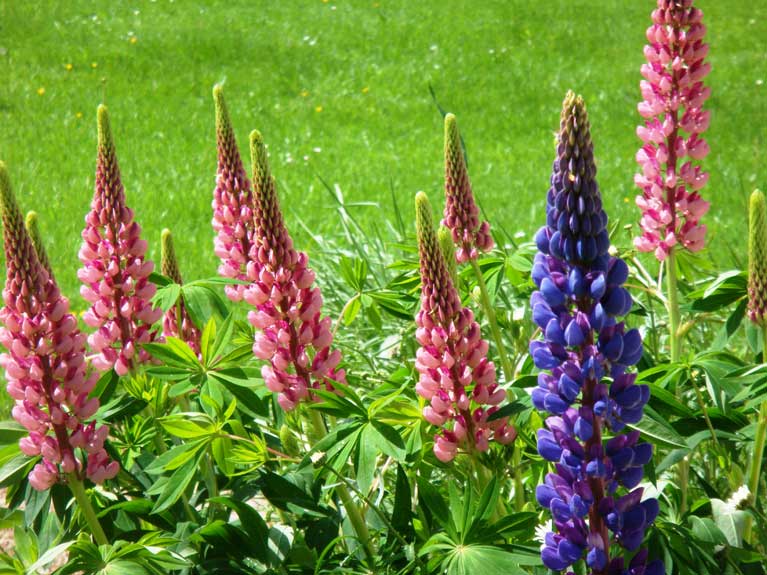 La nature au printemps