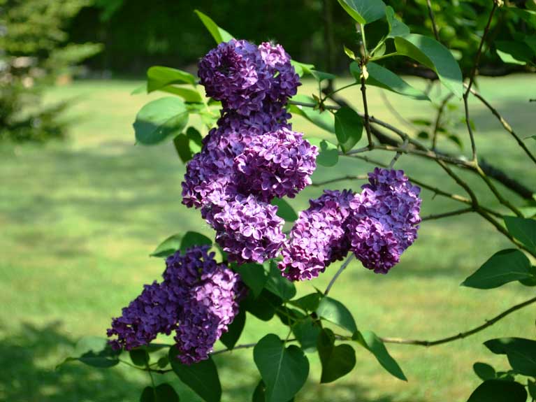La nature au printemps