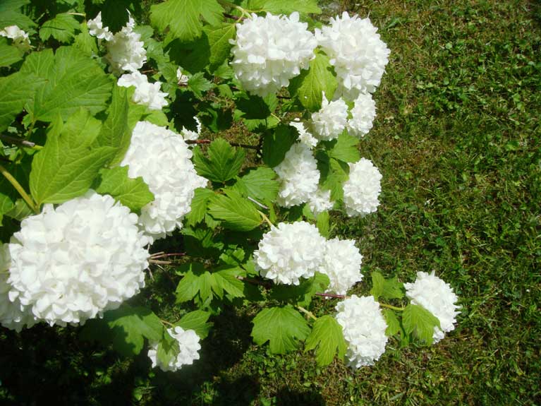La nature au printemps