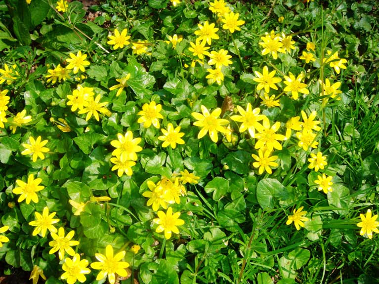 La nature au printemps
