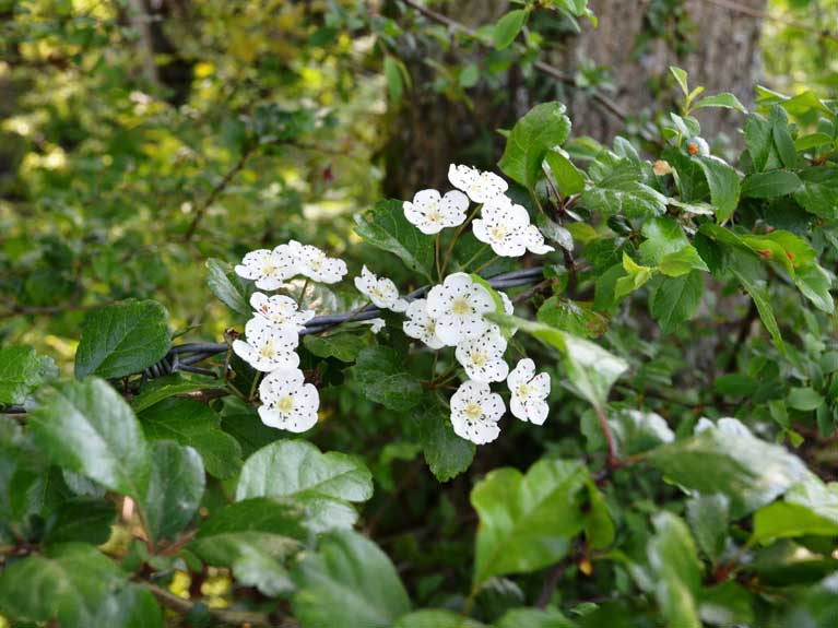 La nature au printemps