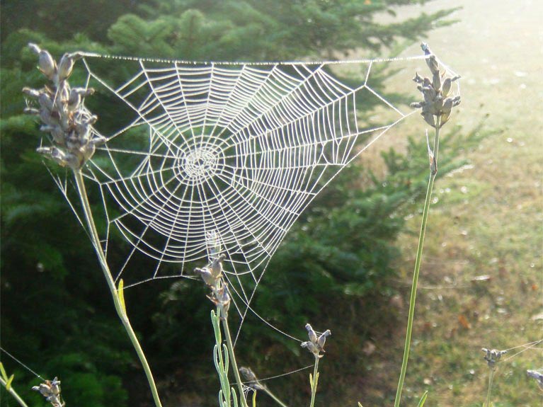 Toiles d'araignées un matin de rosée n°2
