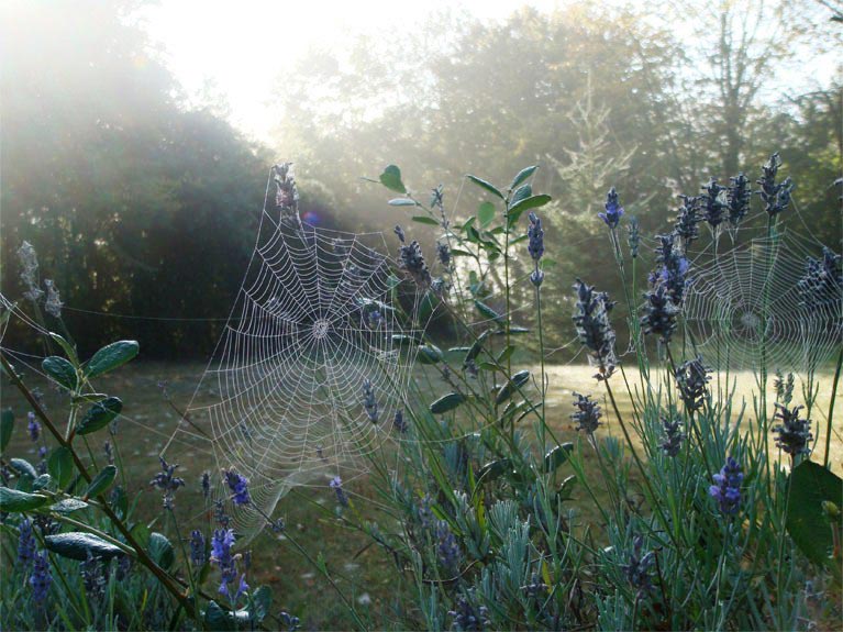 Toiles d'araignées un matin de rosée n°3