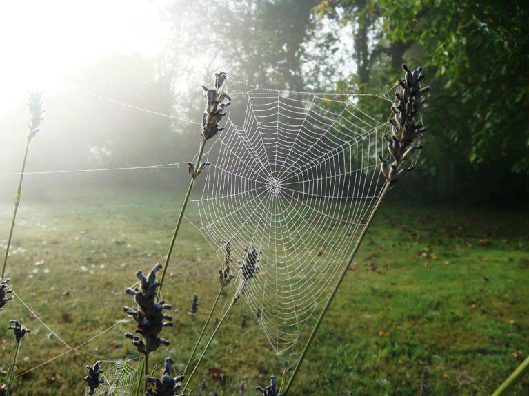 Toiles d'araignées un matin de rosée n°4