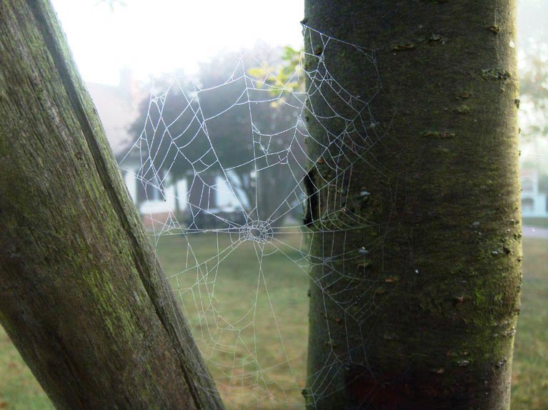 Toiles d'araignées un matin de rosée n°5