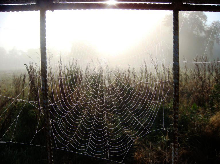 Toiles d'araignées un matin de rosée n°6