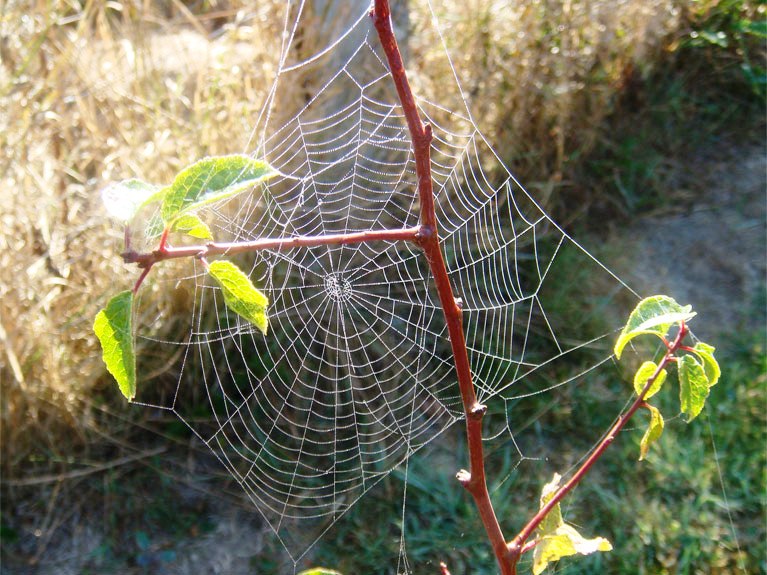Toiles d'araignées un matin de rosée n°9